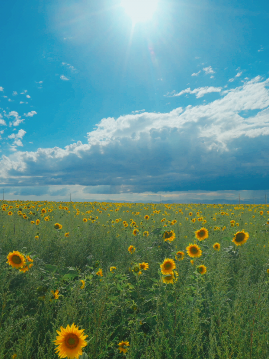 #hoamattroi #sunflower  #hoahuongduong #binhyen #nhenhang #thugian 