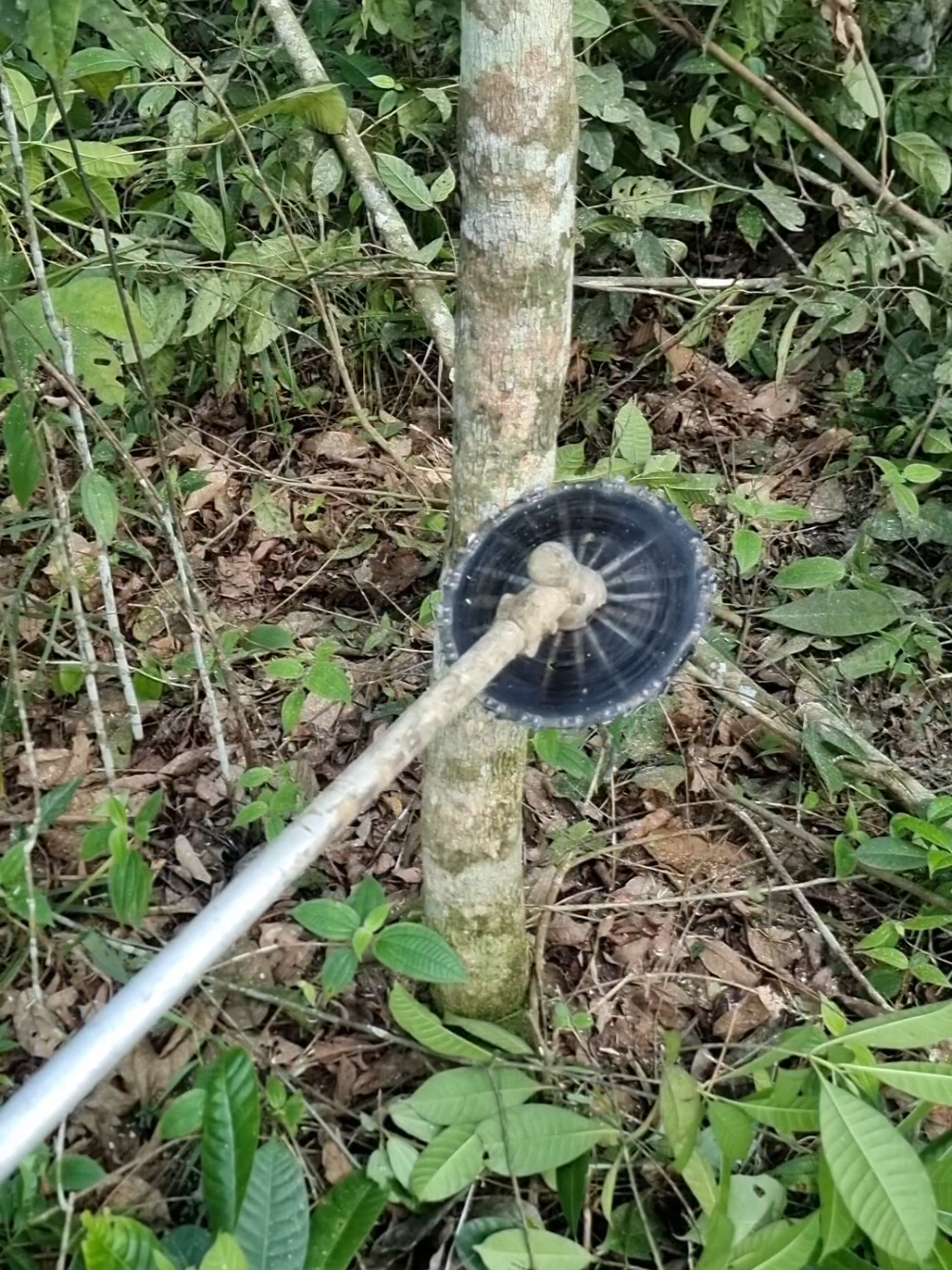 chainsaw mini bulat gergaji buat mesin rumput potong kayu dan bambu #chainsawmini #chainsawmesinrumput #gergajibulat 