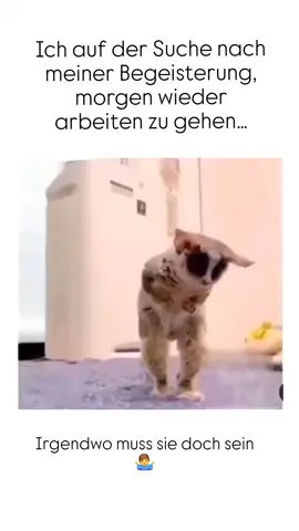 #fyp#arbeit#work#working#morgen#montag#dienstag#mittwoch#donnerstag#freitag#immer#hilfe#begeistert#motivation#nullbock#spass#witzig#lustig#lol#funn