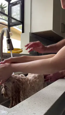 Modi’s grooming tools cut Finn’s grooming time in half! He’s softer than ever too! I wish I got this blowdryer sooner😍 #maltipoo #finnegantrainor #doggo #dogsoftiktok #pawrudd #doggrooming 