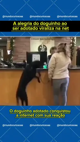 A felicidade do doguinho ao ser adotado viraliza na net #Adoção #DogFeliz #AmorAnimal #NovoLar #EmoçãoPura #DogResgatado #MomentoÚnico #Felicidade