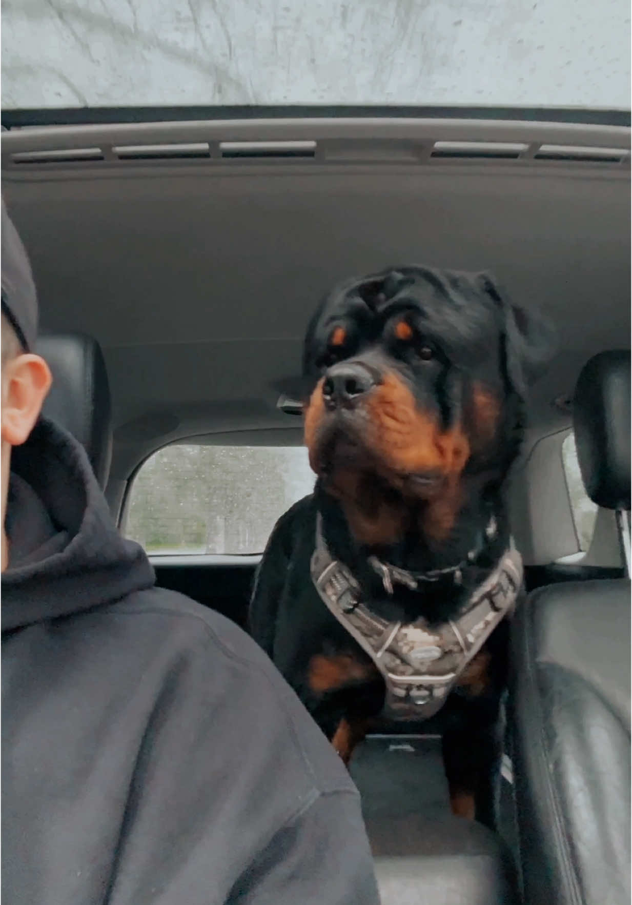 Car rides with dad are my favorite 🐾  #rottie #rottweiler #rottweilersofinstagram #rottweilers #rottweilersoftiktok #rottiesofinstagram #rottiesoftiktok #rottweilerlife #rotties #rottweilersarethebest #rottieofinstagram #rottieoftiktok #rottieoftheday #rottieoftheday #pupoftheday #remymartin #rémymartin #bosnian #bosna #bih #bosniantiktok #bosniaandherzegovina #bosnaihercegovina