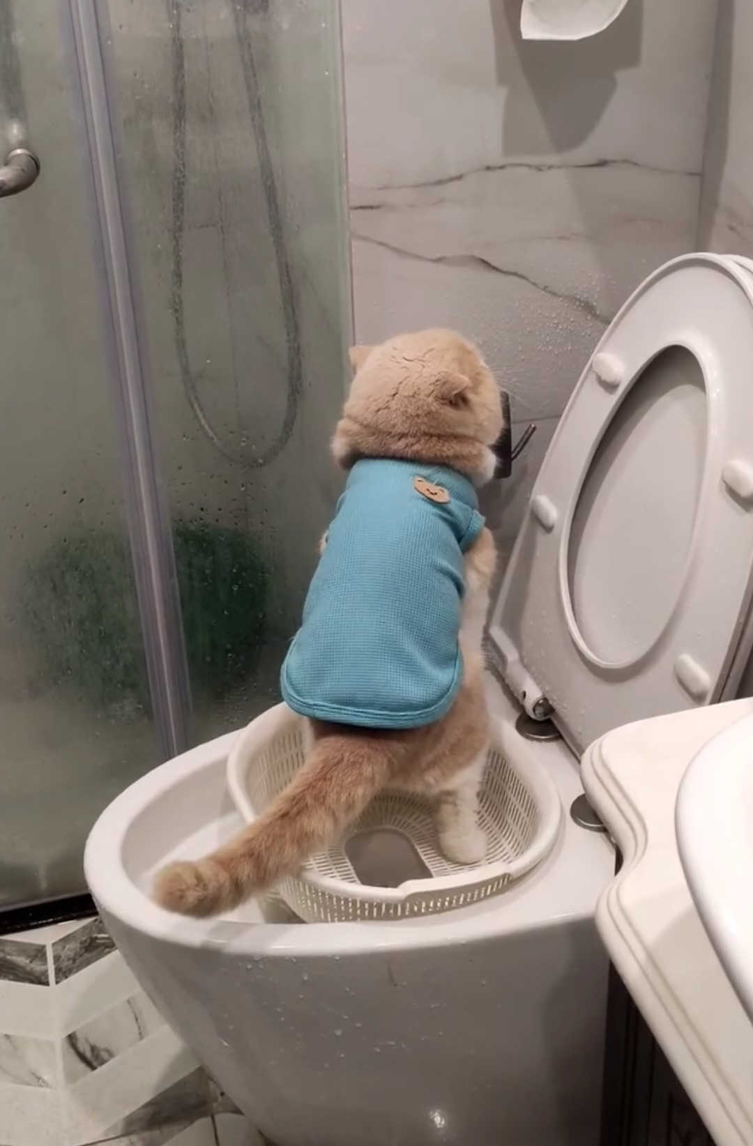 Kể ra nuôi mèo cũng nhàn a#foryou #viral #meow 