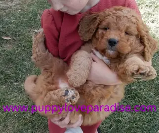Meet Harley the Cockapoo and Clifford the Goldendoodle! They are best friends😊😊Clifford is a leader and Harley is a follower, so they make a great pair! Visit our website to see more videos! www.puppyloveparadise.com    #puppytiktok#playfulpuppy#puppies#puppylove#puppyvideo#goldendoodle#cockapoo#puppy #cockapoopuppy