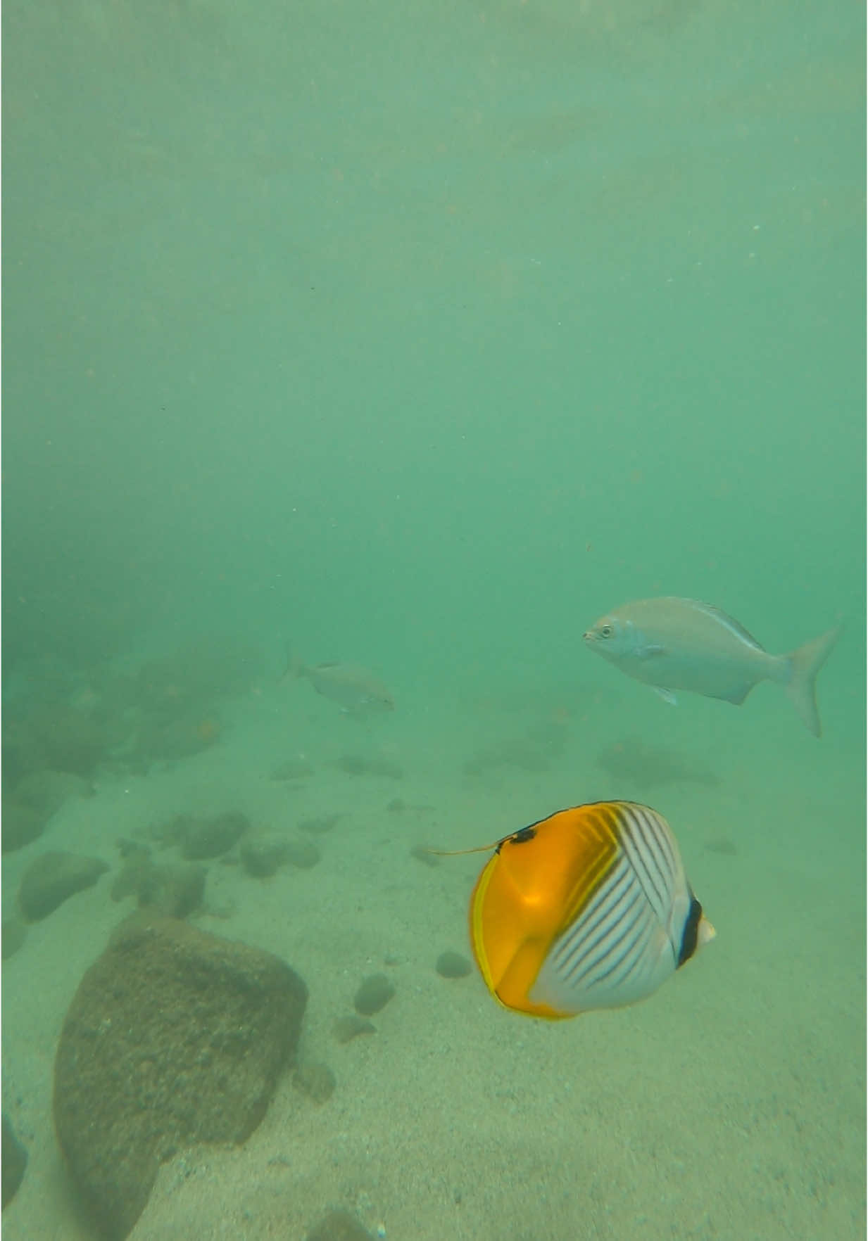 Snorkeling in Hawaii #fyp #fish #hawaii #hawaiitiktok #fishtok #coralreef #snorkeling #ocean #exoticfish #underwater #swimming #napali #nature #