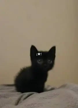 Cachito míooo 🐱 ID: @°ₐₙᵢ✧.  #cat #catcore #fyp 