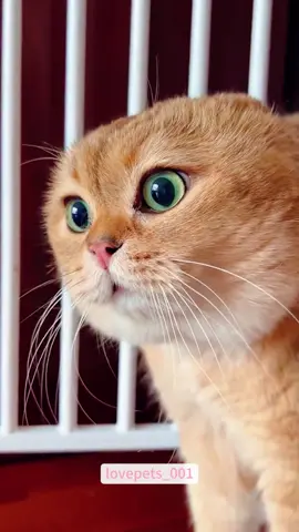 #cats #cutecats #foryou #funnytiktok #funnyvideos #usa #funnyanimals #fypシ #cute #funnycat #catlover #funnypets #viral #funny 