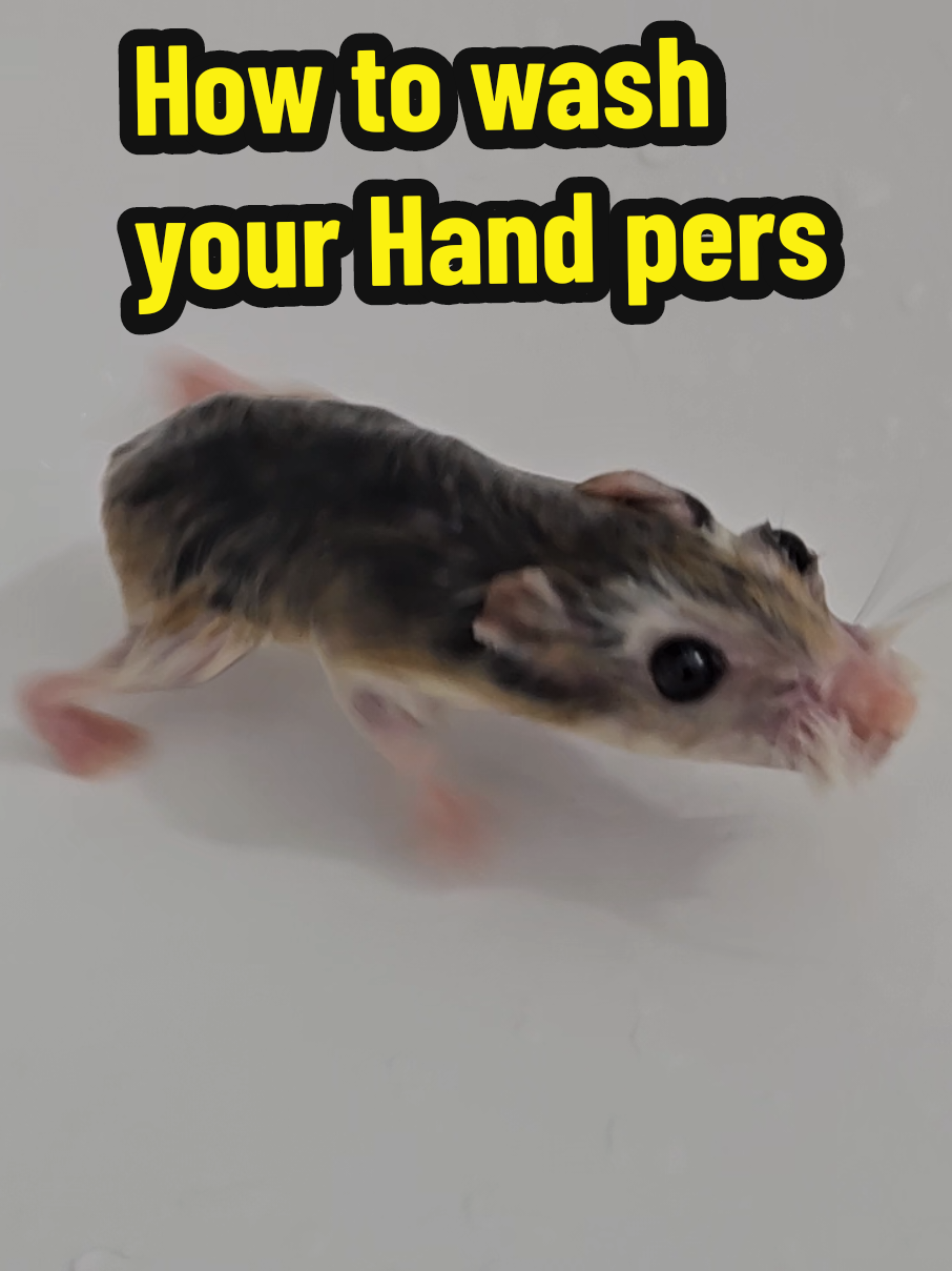 How to wash Hamster Fur