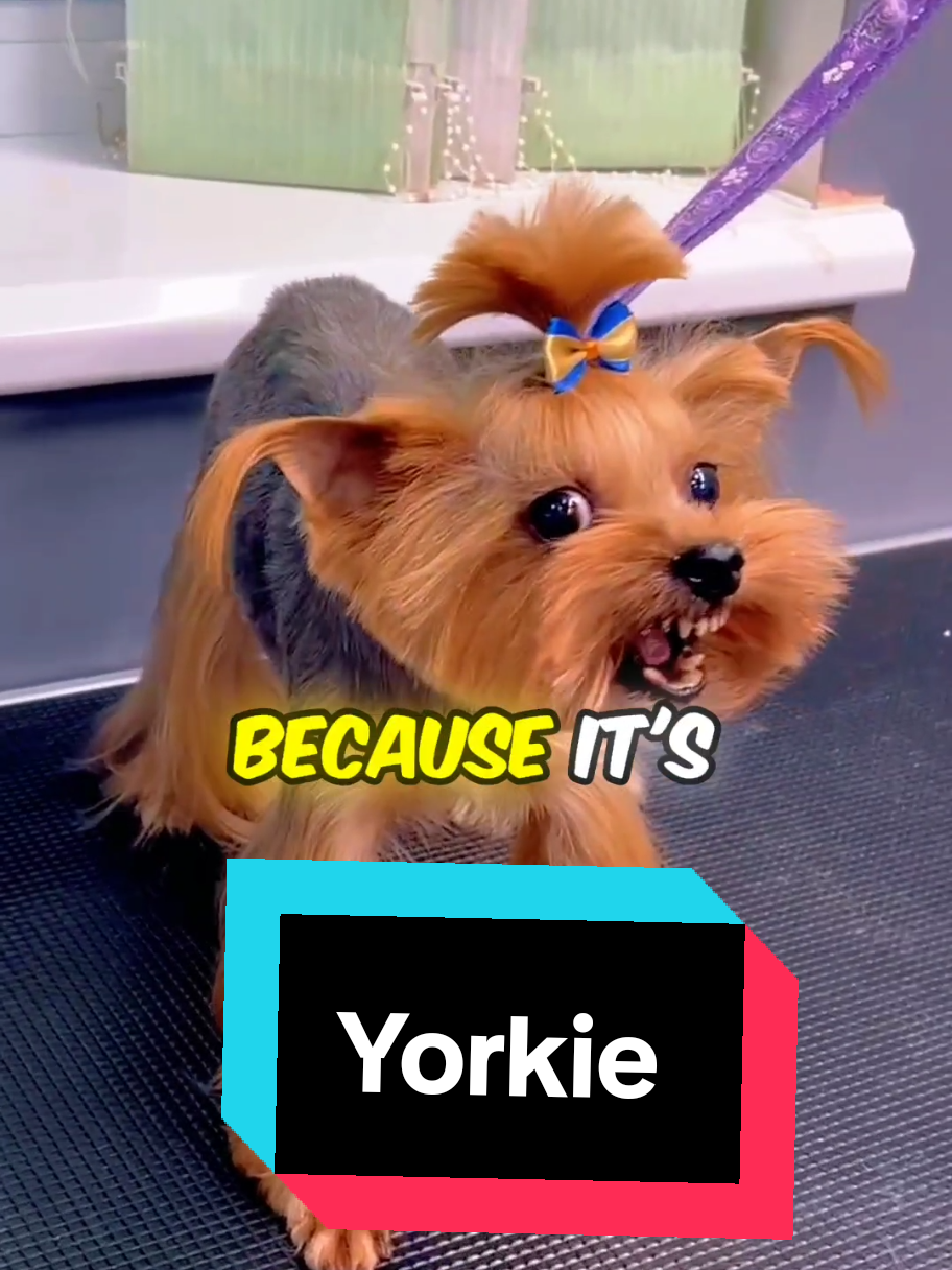 Thinking about getting a Yorkie? #yorkie #yorkiemix #yorkshire #yorkshirelass #yorkshireterrier #yorkiesoftiktok #yorkshireterriers #yorkiefamous #fyp 