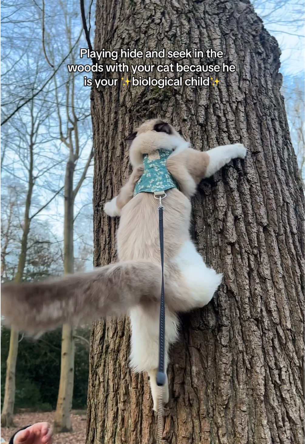 Core memory unlocked🥹😭❤️‍🔥 #adventurecat #adventurecats #adventurekitty #adventurecatsoftiktok #catonleash #catonaleash #catharness #harnesstraining #catplaying #catplaytime #catplay #hideandseek #cutecat #cutecatvideo #wholesome #ragdollcat #ragdolllove #catlove #catlover #catlovers #adorable 