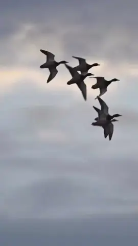 #اكسبلور #حائل #مقناص #بط 