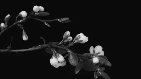 O Deus de um trilhão de estrelas sabe o meu nome 🤍