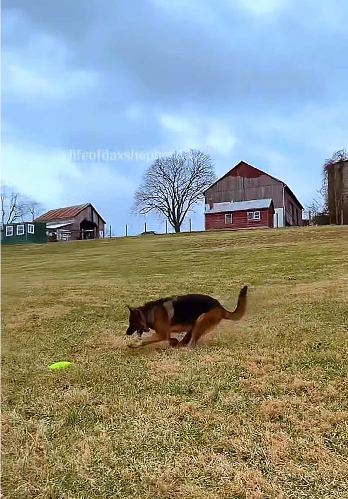 Week 14 after TPLO surgery and Dax is slowly returning to his normal self. 🥹❤️ #germanshepherd #dog #tplosurgery 