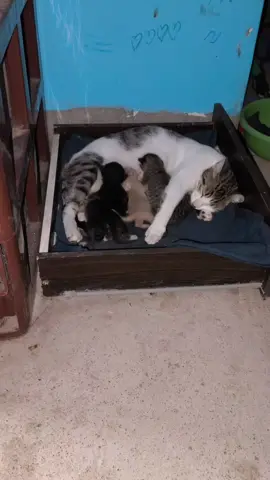 nos trajeron un gatito bebé de la calle, es el blanco xd el adoptado vs el primogénito🤣