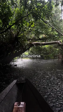 Cop 30 chegando e Amazônia sendo revelada #viral 