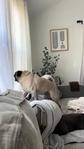 the flowers are starting to bloom and floki doesn’t like it 😅 #monday #pug #crazy #fy 