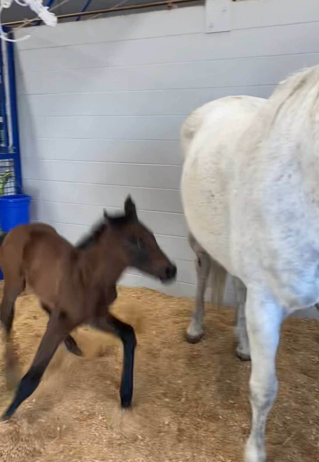 We are excited to announce her name to you all! #fyp #horsesoftiktok #blessed #toddlersoftiktok #farmlife #foal #foalsoftiktok #foalingseason 