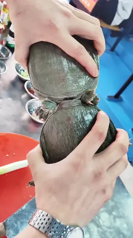 Interesting turtle#funnyvideo #fyp #foryoupage #turtle 