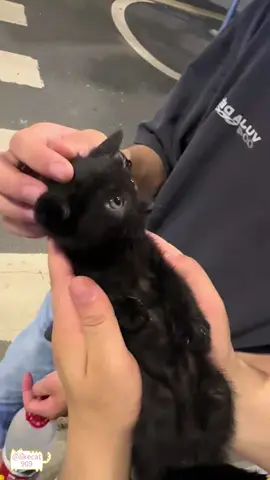 Funny black cat. #cat #catsoftiktok #catlover #funny #funnyvideos #foryou #fypage #fypツ #funnycat #funnytiktok #cats