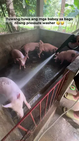 Multi-purpose pressure washer Panlinis ng kulungan ,panlinis ng motor , panligo sa baboy ‼️ #pressurewasher #pressurewashersetup #pressurewashing #pressurecleaning 