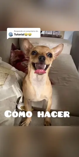 Respuesta a @.Cómo hacer el “calle pero elegante” 🐶🗣️ #tutorial #calleperoelegante #calle #elegante #sirsecondcastle #segundocastillo #perro #barcelonasc 