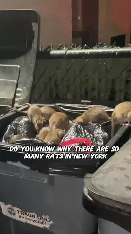 Do you know why there are so many rats in New York?#mouse#NewYork#fyp #foryou #sua #knowledge 