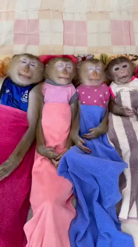 Monkey Brother is going to take a nap#XiaoKuaiAi #Monkey #MonkeyBaby 
