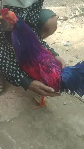 bổn gà siêu cháp thái nghe ae 🤣 ông 10 e k biết kiêu màu gì luôn 