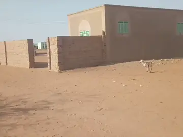 جري دنقاس# 😂😂😂😂😂😂😂