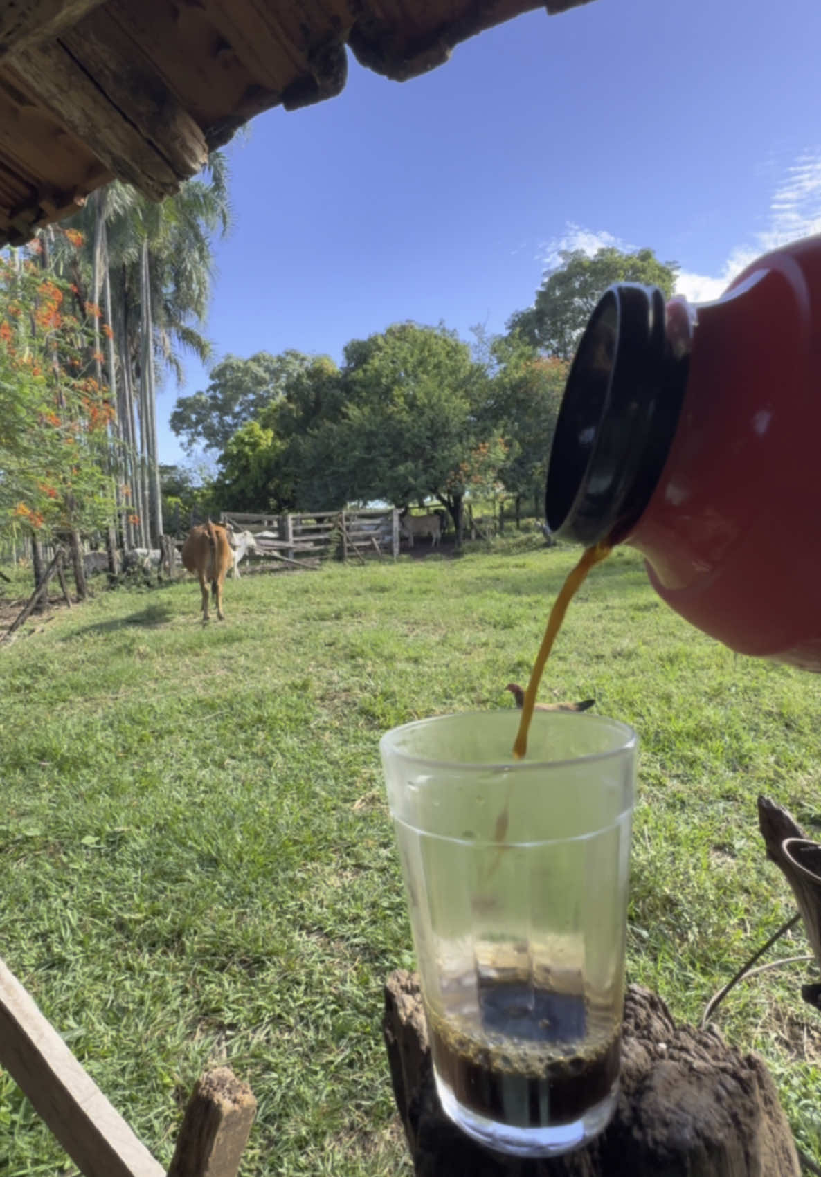 Bom dia pro céis! #zonarural_go #br #roça #tik_tok #paz #sertao #sitio 