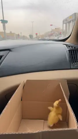 بطه