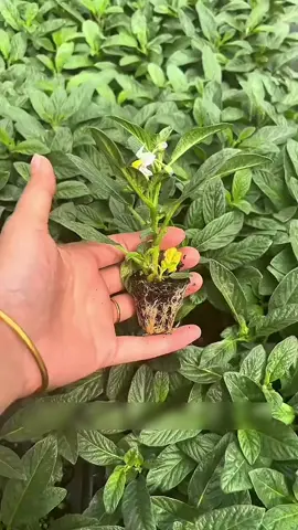 rekomendasi benih melon papino #benih #melonpapino 