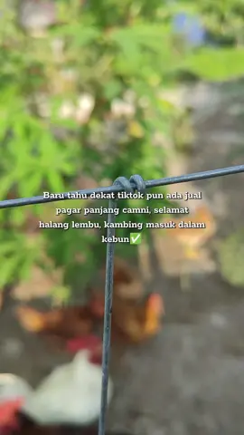 Lembu kalau tak makan dia rosakkan tanaman, ada pagar ni rasa selamat nak bertanam. #pagar #pagarkebun #pagarcyclone #pagartanaman #pagarrumah 