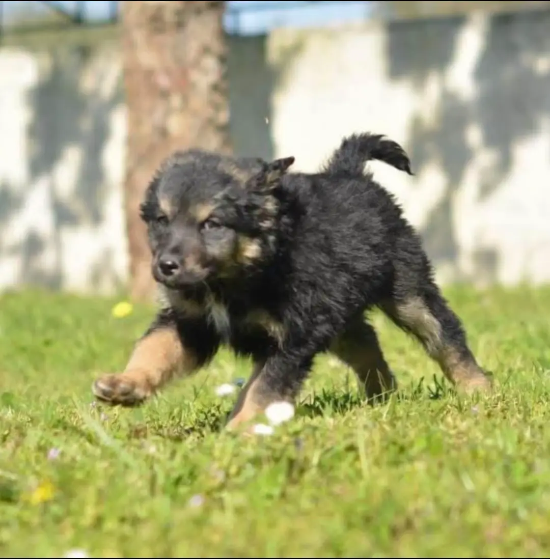 Rhea for Adoption 🐾 Rhea was abandoned with her 2 siblings in the streets of Laganas Rhea is a playfull puppy who also loves to be cuddled.  Born 25-12-2024 Estimated to become medium in size Please send us a private message for more information about Adoption. #rescuedog #animalshelter #zantestrays #streetdog #adoptadogsavealife #adoptadog #rescuedogsofinstagram #rescuredoglife #greece #greekstreetdog #findmyforeverhome #holland #germany #uk #Scotland #visitzante #visitgreece #fyp #foryoupage