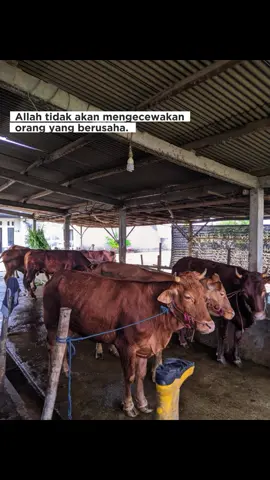 #CapCut #jagalsapi #fyppppppppppppppppppppppp #fypシ゚viral #fyp 