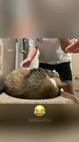 The cat that is forced to wake up.#cat#catsoftiktok#catlover#funny #funnyvideos #foryou #fypage #fypツ #funnycat #funnytiktok #usa🇺🇸 