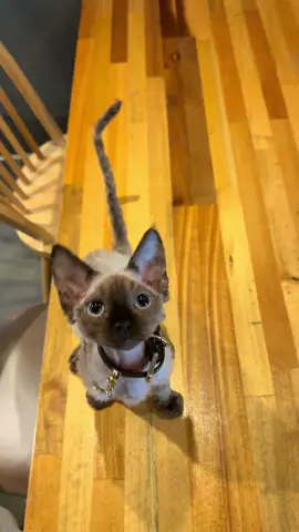 데본렉스 분양#고양이분양중 #데본렉스분양 #개냥이 #요정고양이🐱🔮 #데본렉스 