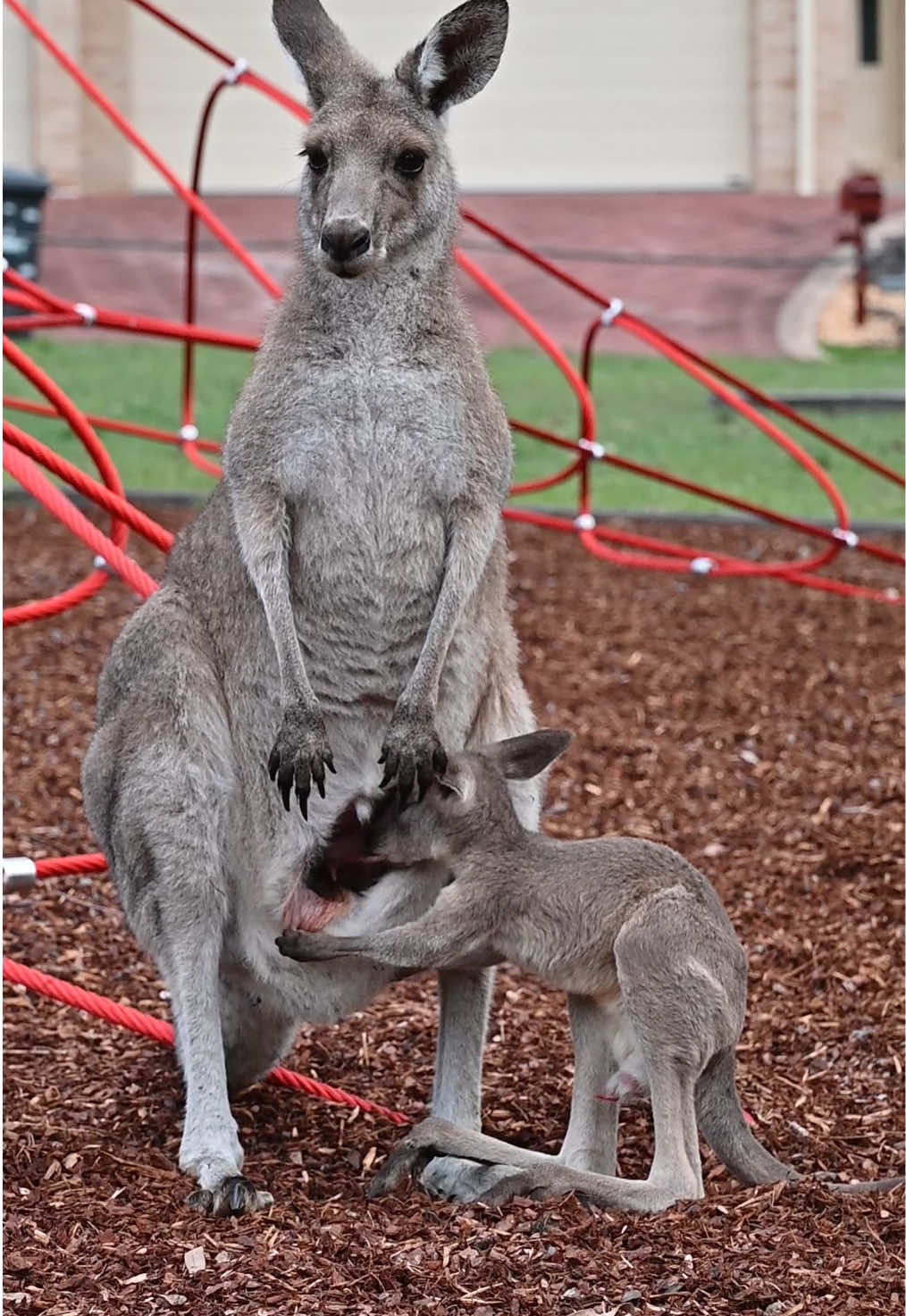 What really goes on in a kangaroo’s pouch #meanwhileinaustralia #kangaroo #babykangaroo #joey #milk #australia #cuteanimals #wildlife #neighborhood 
