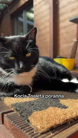 Kocia toaleta poranna #cat #kot #łapek 