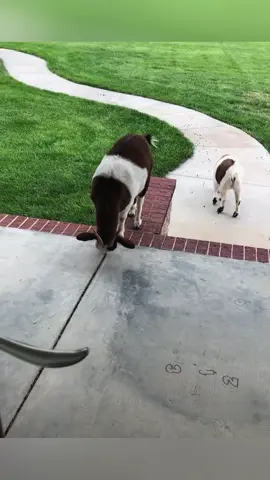 Fainting goat #funnyvideos #funny #tiktok #usa🇺🇸 