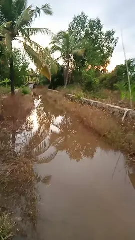 selamat sore sahabat Tik tok  #kampunghalaman  #anakkampung  #selamatsoresemua  #pyppppppppppppp  #pyppppppppppppppppppp 