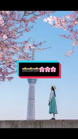 #CapCut  cuối cùng mình cũng chụp đc hoa anh đào đang hót này ạ#Chụp_ảnh_Tokyo #chụp_ảnh_tokyo #chụp_ảnh_đẹp #nangtho #chụpanhnangtho #sumidapark #sumida #sakura #sakura 