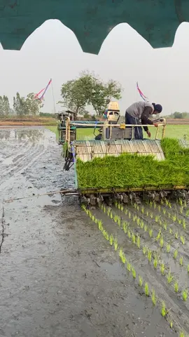 #សៀបរាបផ្ទុះខ្ញុំ💚🌿🌾 #วัยรุ่นกัมพูชารถดํานา🇰🇭🌾🇹🇭 #ทีมงานเสี่ยอาร์ทสั่งลุย🌾💚 #ក្មេងធ្វើស្រែនៅថៃ🇰🇭 