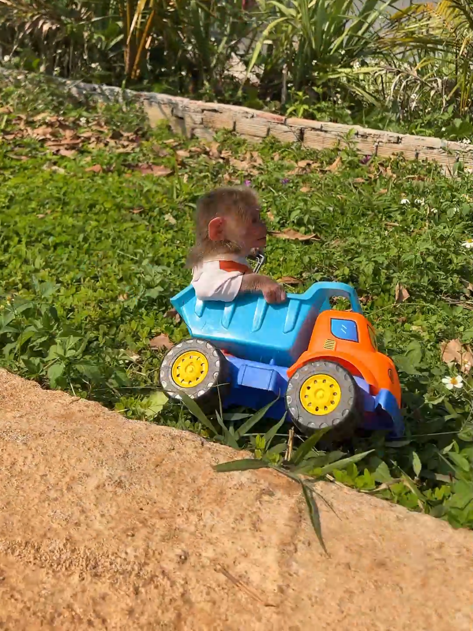 Baby monkey Moon has trouble with the car on a picnic #monkey #monkeydluffy #monkeysoftiktok #cutemonkey #babymonkey #animal #car