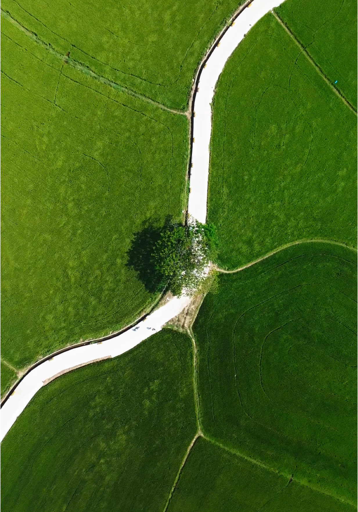 Tại cánh đồng điện gió Đầm Nại, gió chưa bao giờ ngừng thổi. Nó lướt qua những cánh đồng lúa bạt ngàn, uốn cong từng bông lúa trong những làn sóng nhịp nhàng. Nó xoay những cánh quạt khổng lồ, cắt ngang bầu trời trong điệu múa mê hoặc. Nó mang theo hơi ấm của mặt trời, thì thầm qua miền quê yên bình. Nơi đây, chuyển động chính là sự sống—mạnh mẽ, tự do và đầy nghệ thuật do thiên nhiên tạo nên.  #phanrang #diengio #caycodon #dulichvietnam #djiglobal 