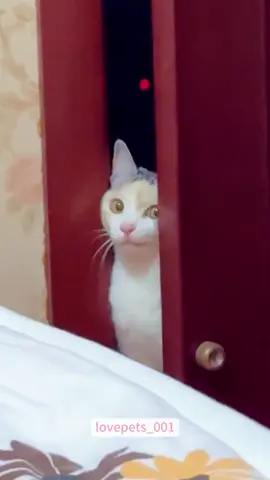 Big brother is watching you.#cats #cutecats #foryou #funnytiktok #funnyvideos #usa #funnyanimals #fypシ #cute #funnycat #catlover #funnypets #viral #funny 