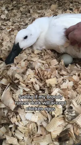 Lily is our special girl. She can’t physically keep up with the other runners so she usually hangs out in the pond. This past week she has went broody and will not give up…We don’t have a drake but we do have a few roosters. Our Goose Pearl didn’t follow through on her attempted brooding but maybe Lily will. #ducks#runnerducks#homesteading #broodyduck #eggs#chickeneggs