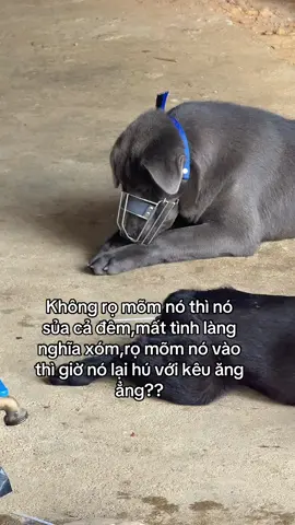 Không rọ mõm nó thì nó sủa cả đêm,mất tình làng nghĩa xóm,rọ mõm nó vào thì giờ nó lại hú với kêu ăng ẳng??