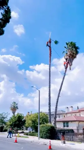 Dead tree removal #treecutting #treework #deadtree #usaus #amazing #fyp #fypシ 