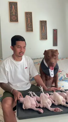 Musso makan ayam 5 ekor   #cici #id #ai #teknologi #aichatbot #AsistenAICici